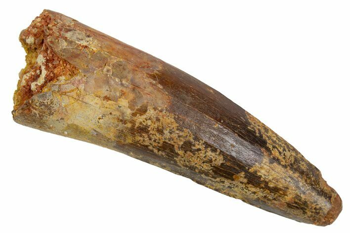 Fossil Spinosaurus Tooth - Real Dinosaur Tooth #305680